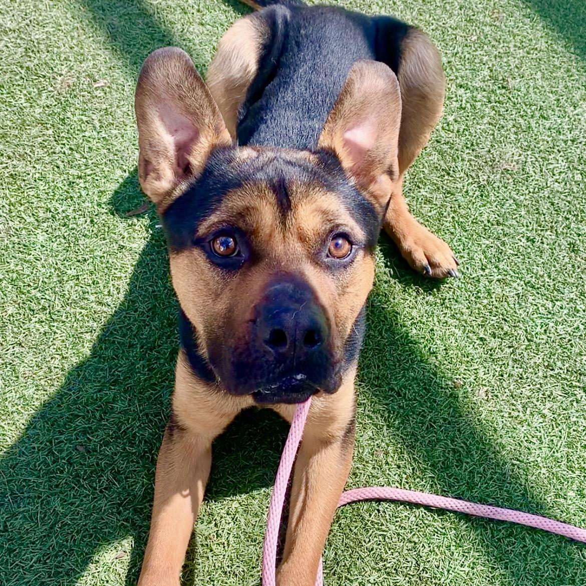 Enlarge Milo - Seeet, Silly and Affectionate, an adoptable mixed breed in Santa Barbara, CA image 5/6