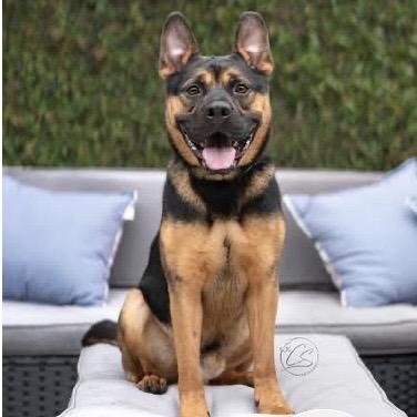 Enlarge Milo - Seeet, Silly and Affectionate, an adoptable mixed breed in Santa Barbara, CA image 2/6