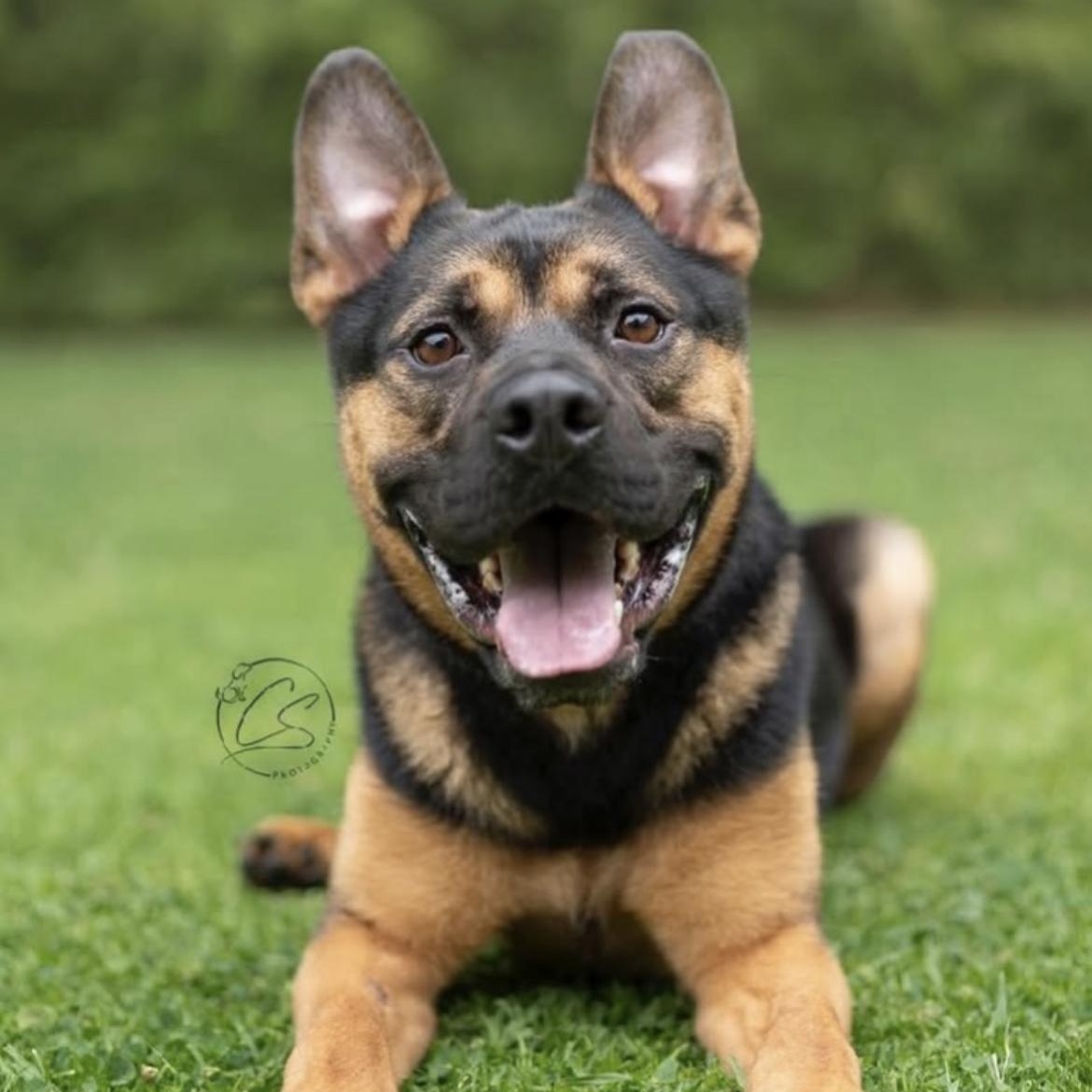 Enlarge Milo - Seeet, Silly and Affectionate, an adoptable mixed breed in Santa Barbara, CA image 4/6