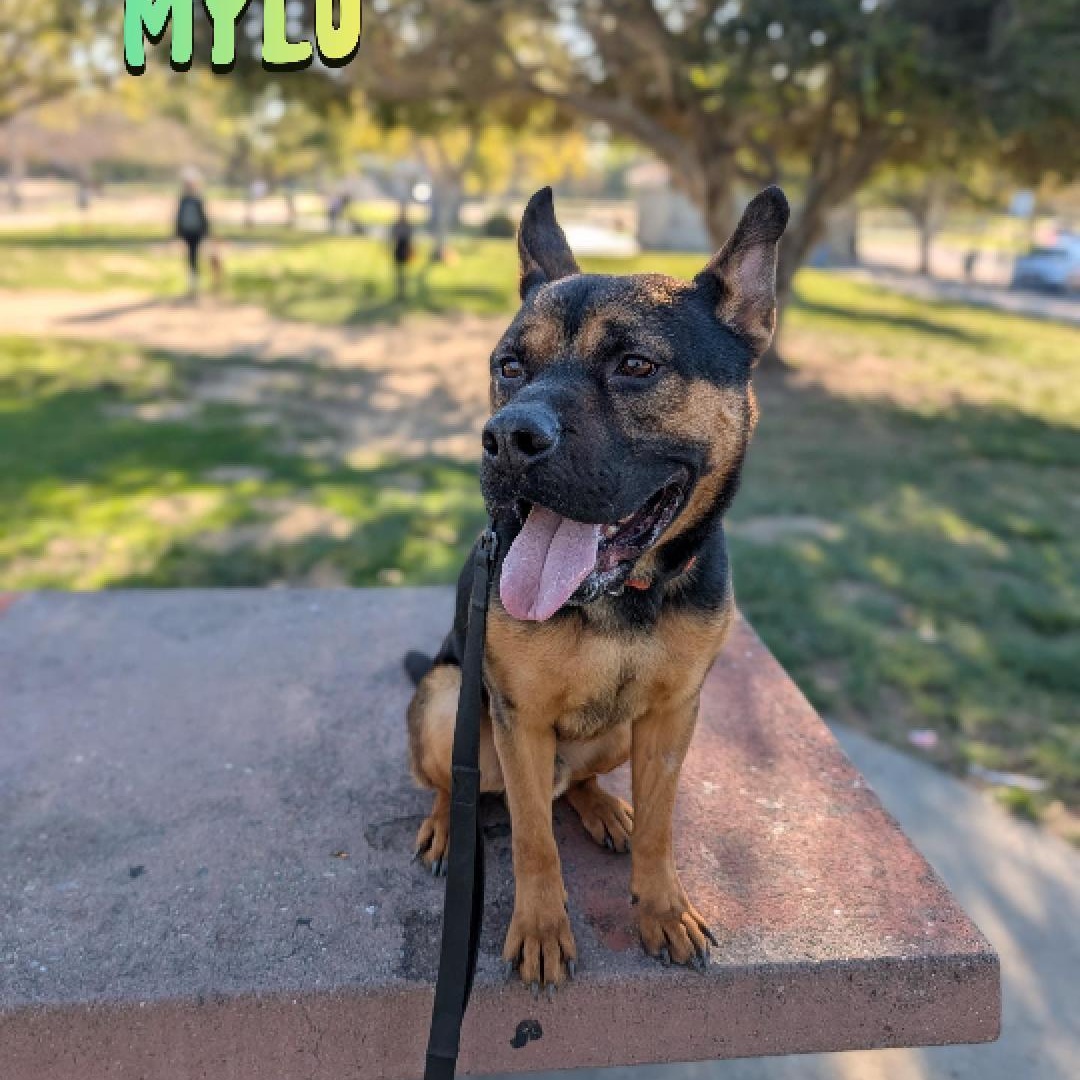 Enlarge Milo - Seeet, Silly and Affectionate, an adoptable mixed breed in Santa Barbara, CA image 6/6
