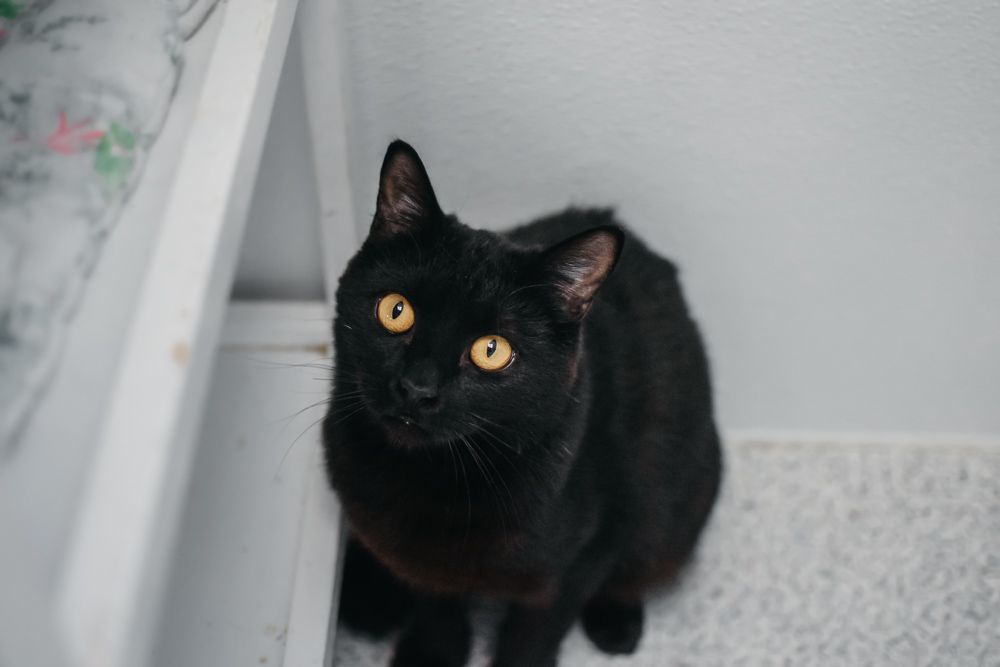 Mausie