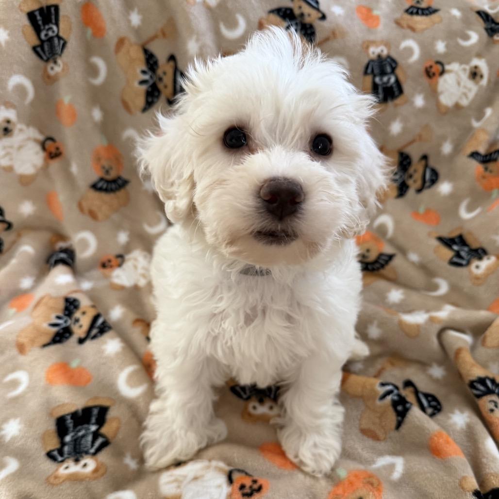 Marshmellow photo