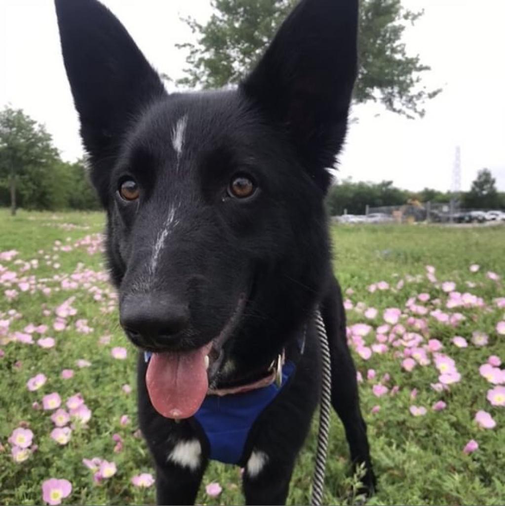 Enlarge STELLA, a Adoptable mixed breed in Kyle, TX image 2/6