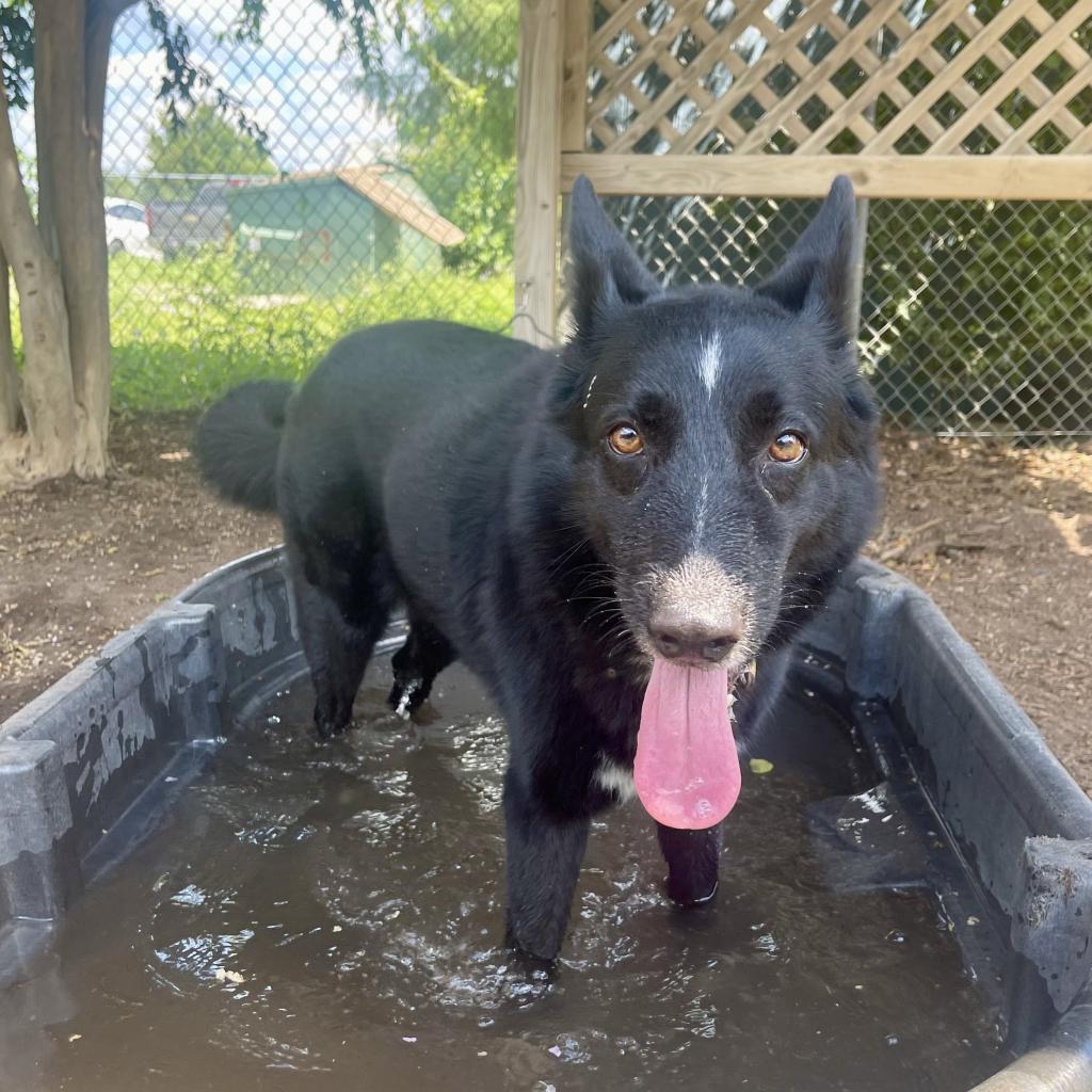 Enlarge STELLA, a Adoptable mixed breed in Kyle, TX image 5/6