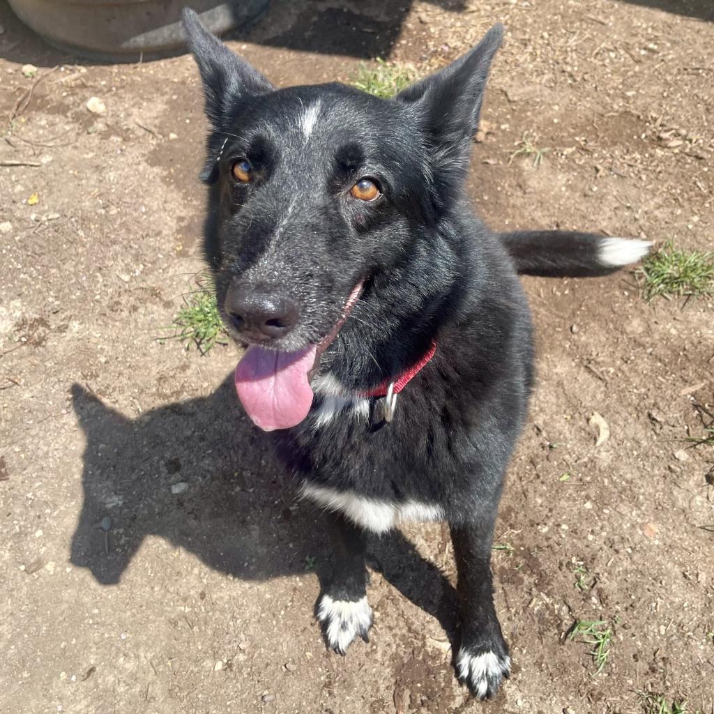 Enlarge STELLA, a Adoptable mixed breed in Kyle, TX image 6/6