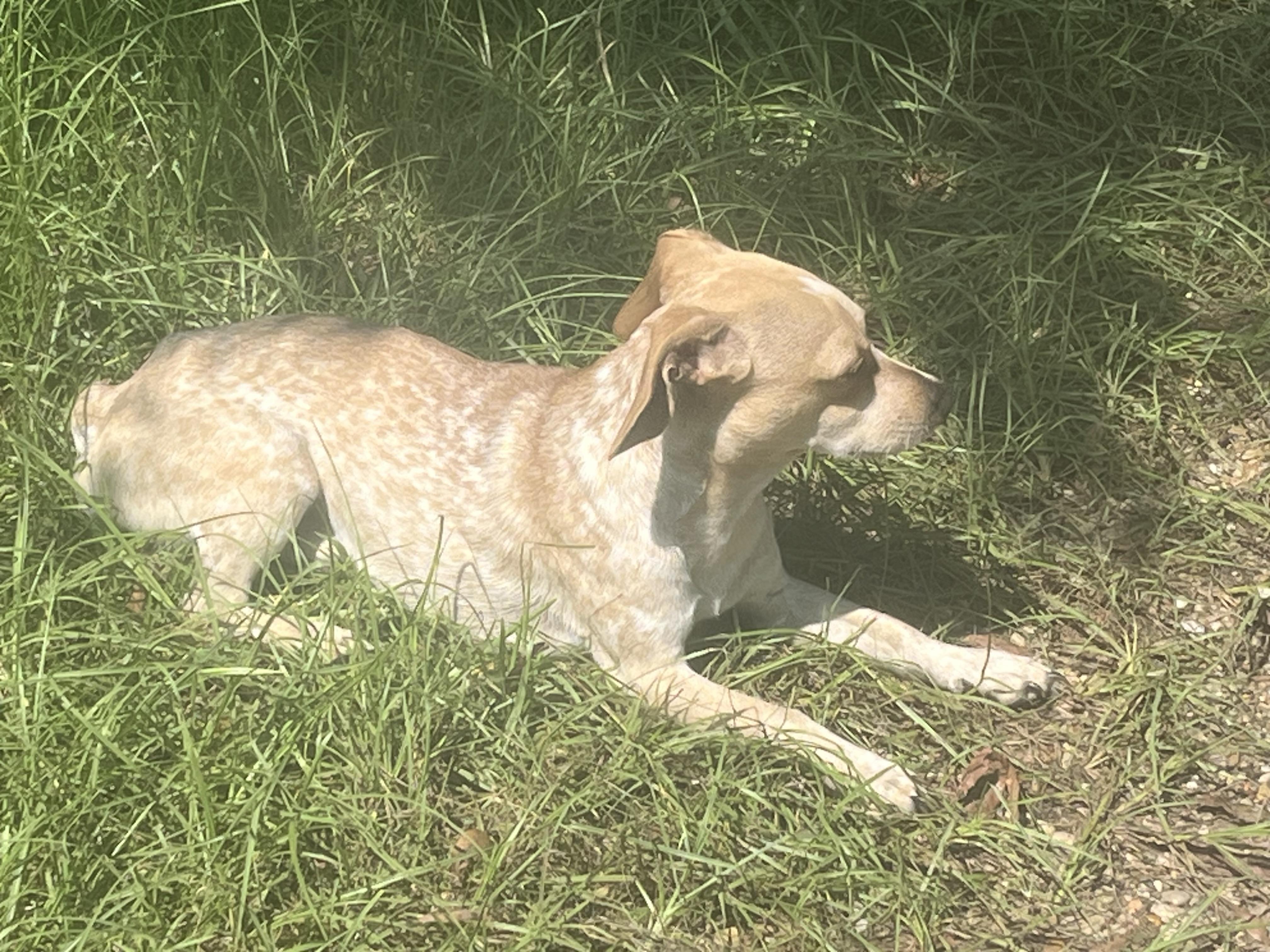 Bandyt, adopted, Adult Male Dachshund & Chihuahua.