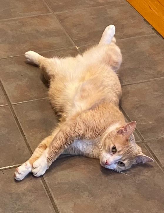 Enlarge Daisy, a Adoptable Domestic Short Hair in Newburgh, NY image 4/6