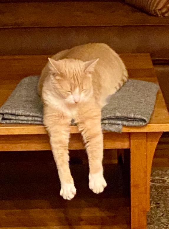 Enlarge Daisy, a Adoptable Domestic Short Hair in Newburgh, NY image 6/6