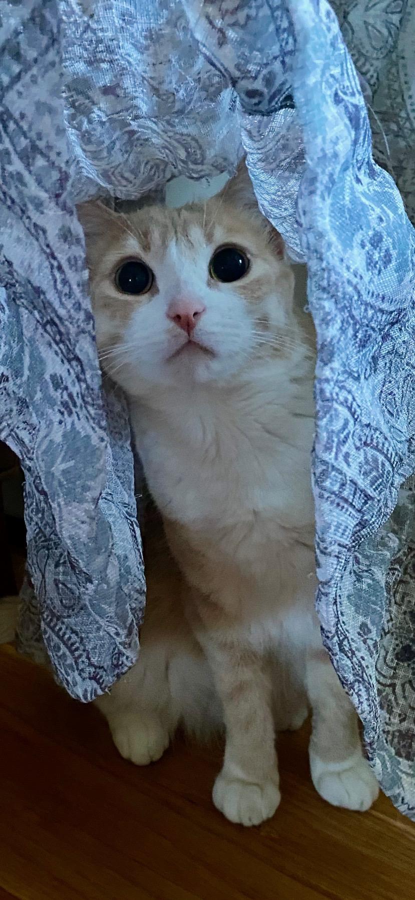 Enlarge Daisy, a Adoptable Domestic Short Hair in Newburgh, NY image 5/6