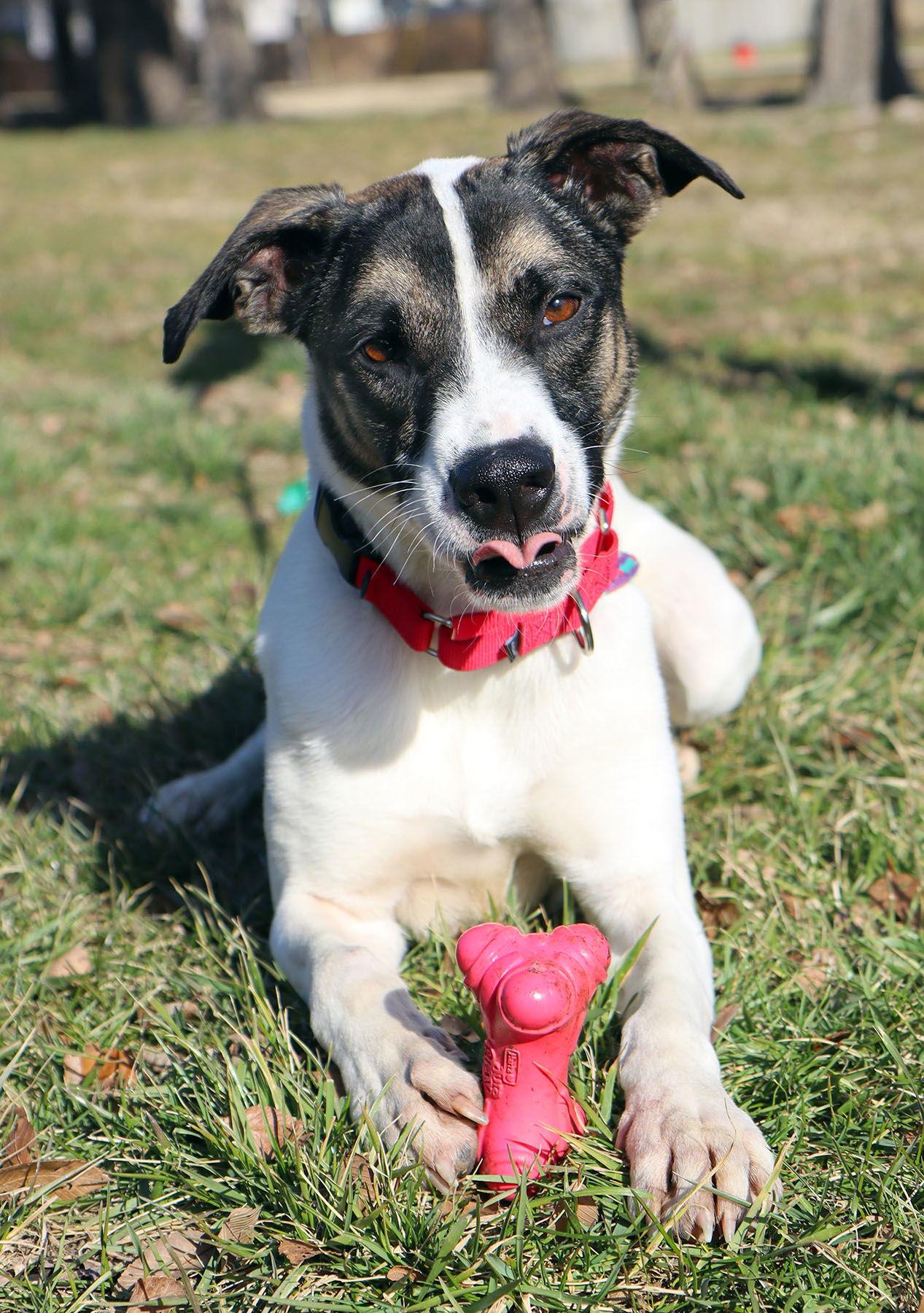 Enlarge Dice, a Adoptable Greyhound in Kansas City, MO image 1/3