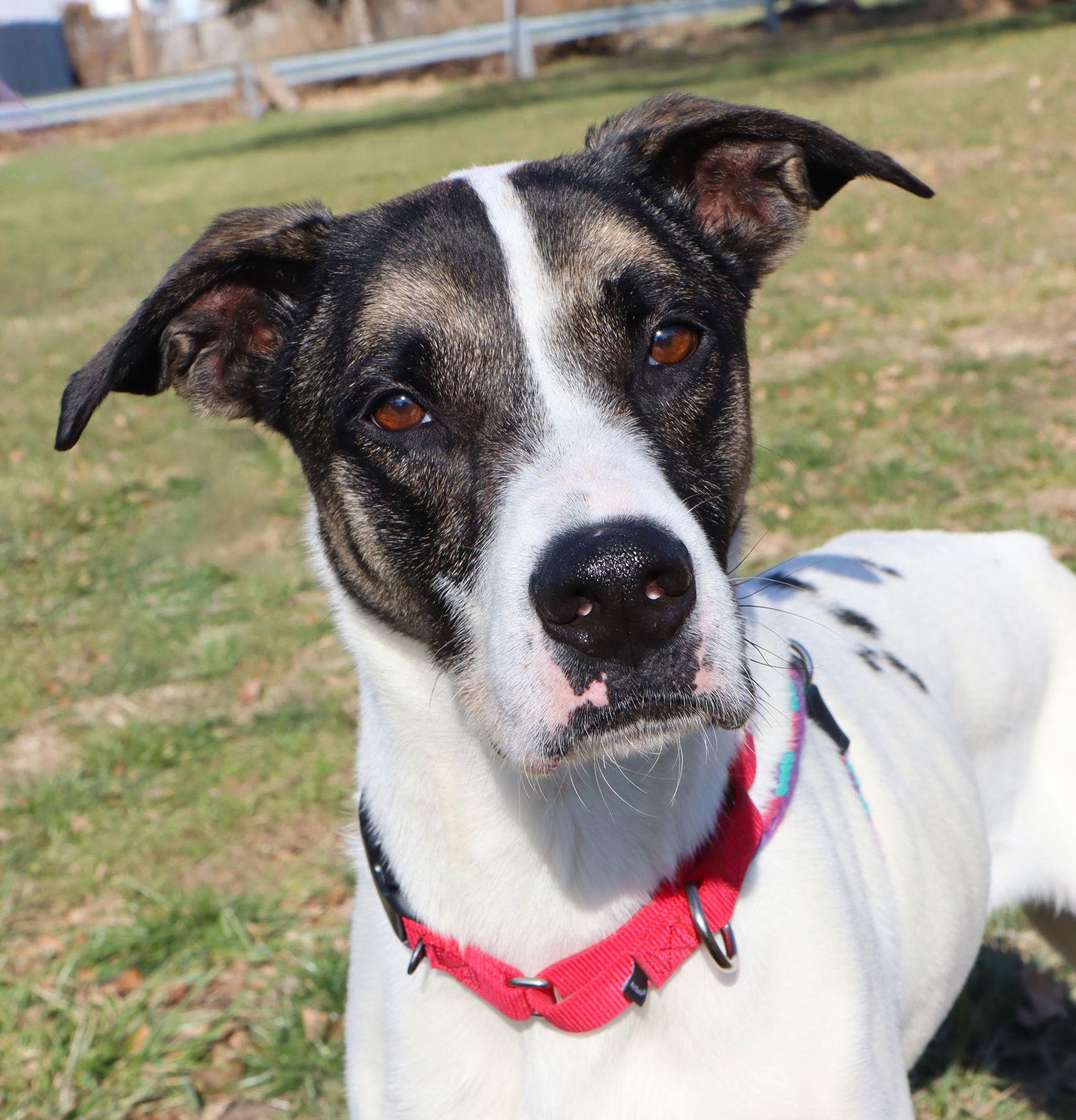 Enlarge Dice, a Adoptable Greyhound in Kansas City, MO image 2/3