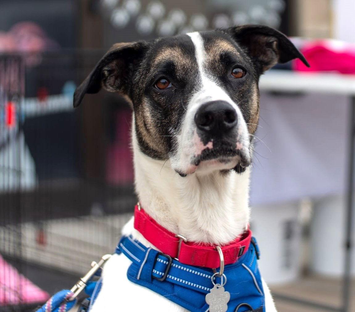Enlarge Dice, a Adoptable Greyhound in Kansas City, MO image 3/3