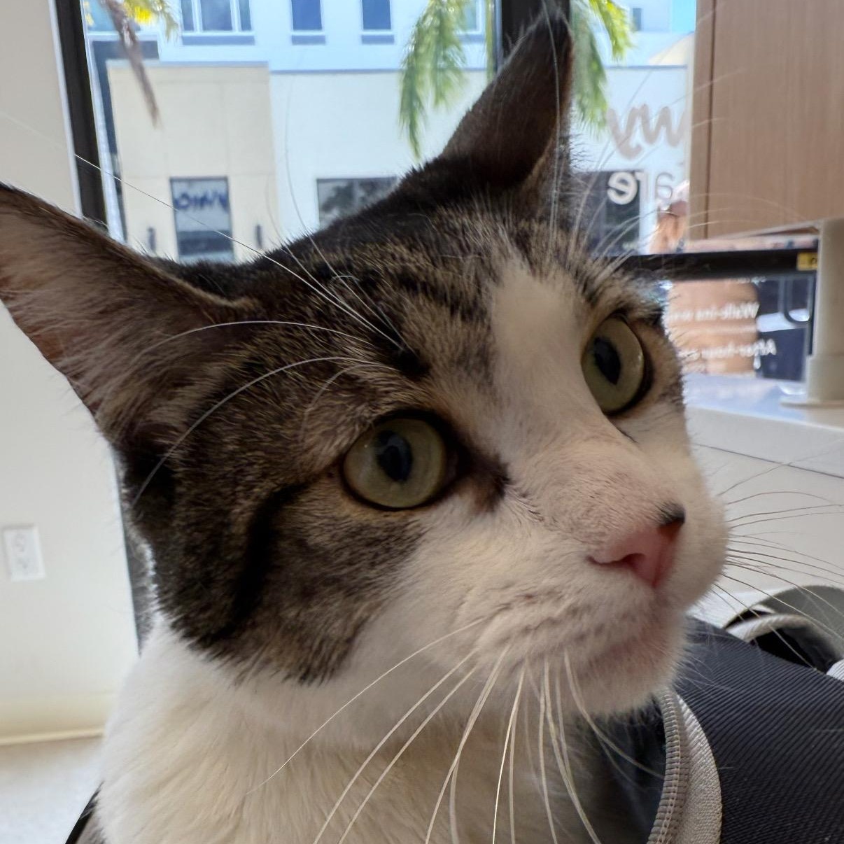 Adam Domestic Short Hair Cat