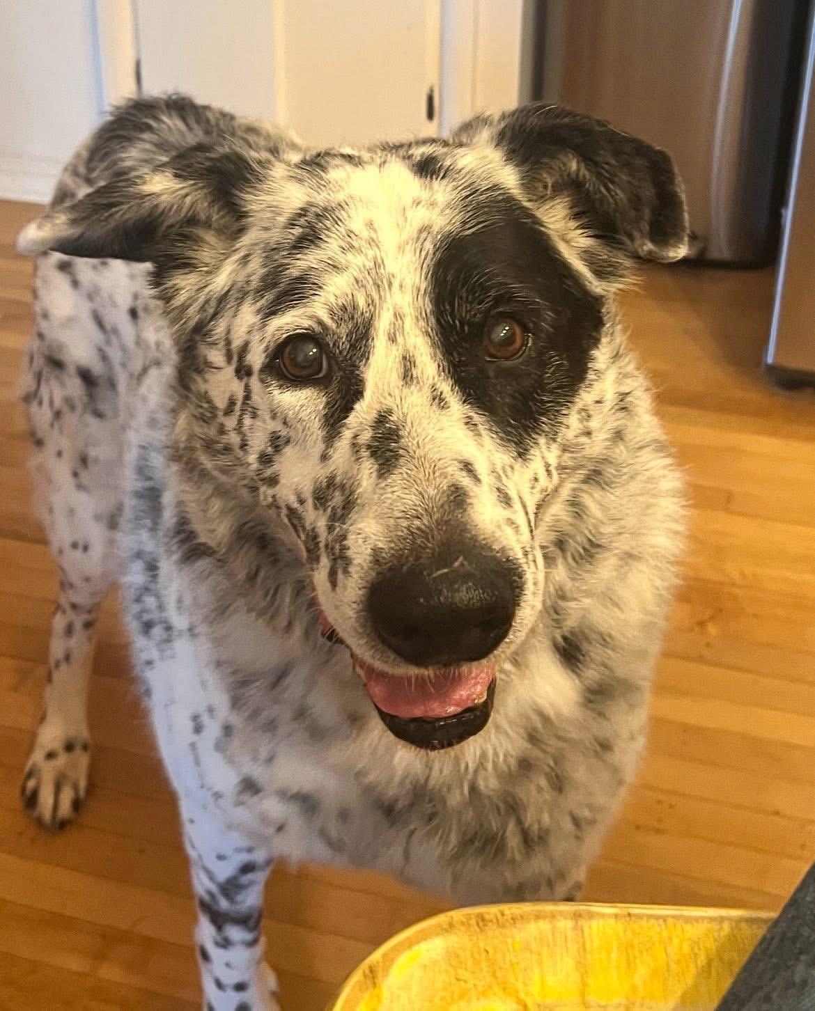 Enlarge Murphy, an adoptable mixed breed in Eureka, MT image 1/6