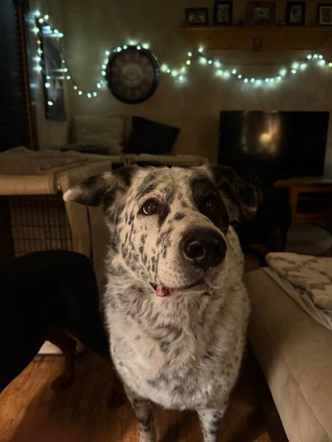 Enlarge Murphy, an adoptable mixed breed in Eureka, MT image 2/6