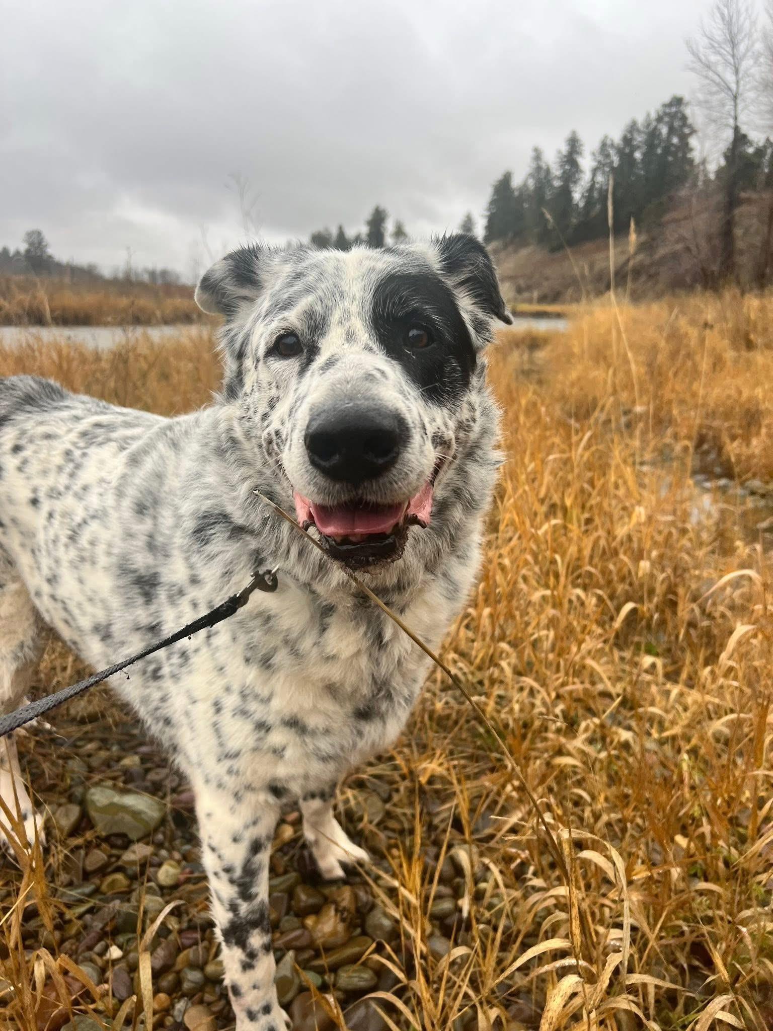 Enlarge Murphy, an adoptable mixed breed in Eureka, MT image 3/6