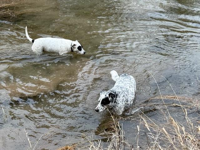 Enlarge Murphy, an adoptable mixed breed in Eureka, MT image 5/6
