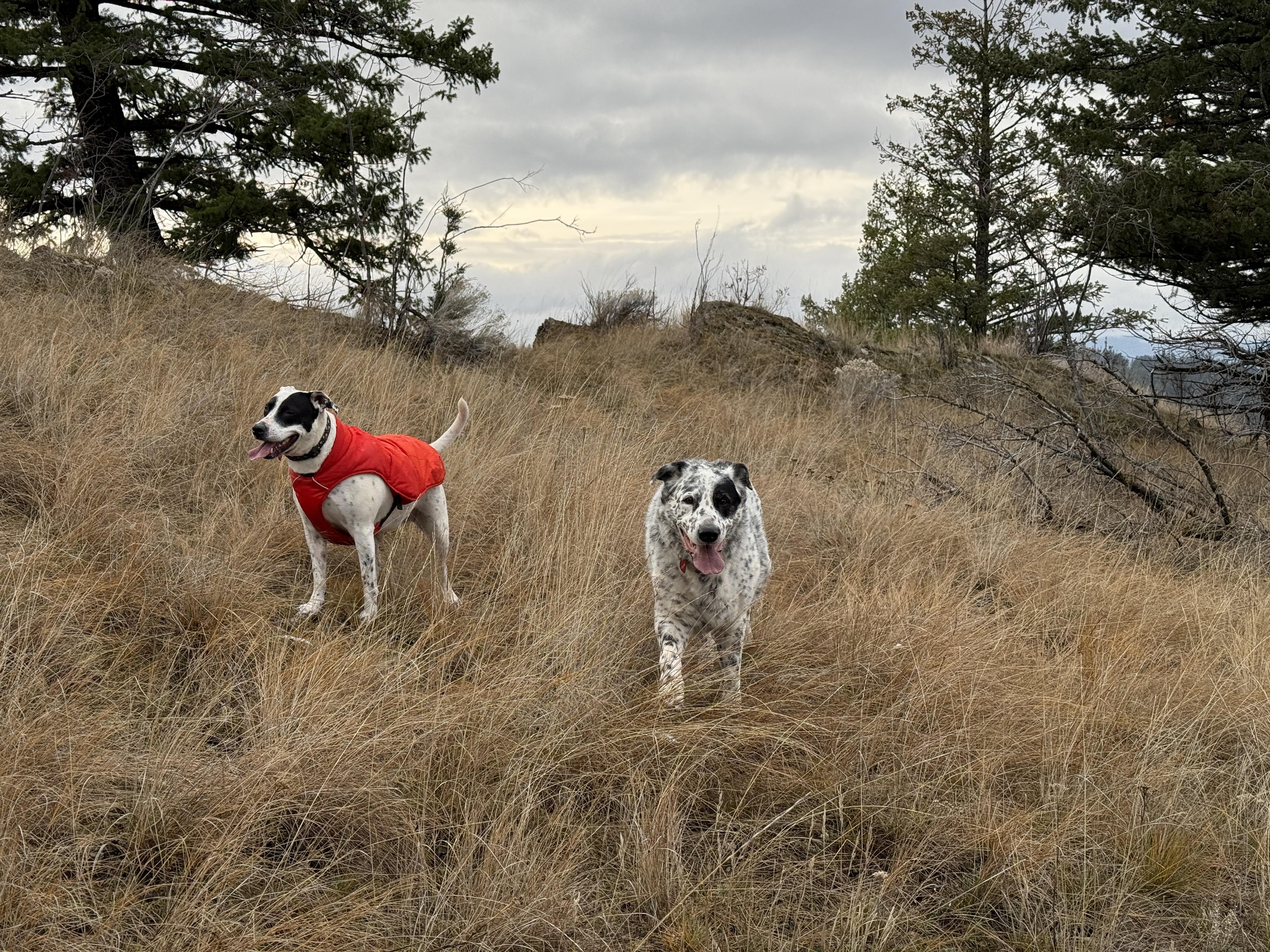 Enlarge Murphy, an adoptable mixed breed in Eureka, MT image 4/6
