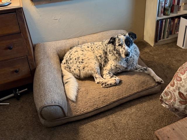 Enlarge Murphy, an adoptable mixed breed in Eureka, MT image 6/6