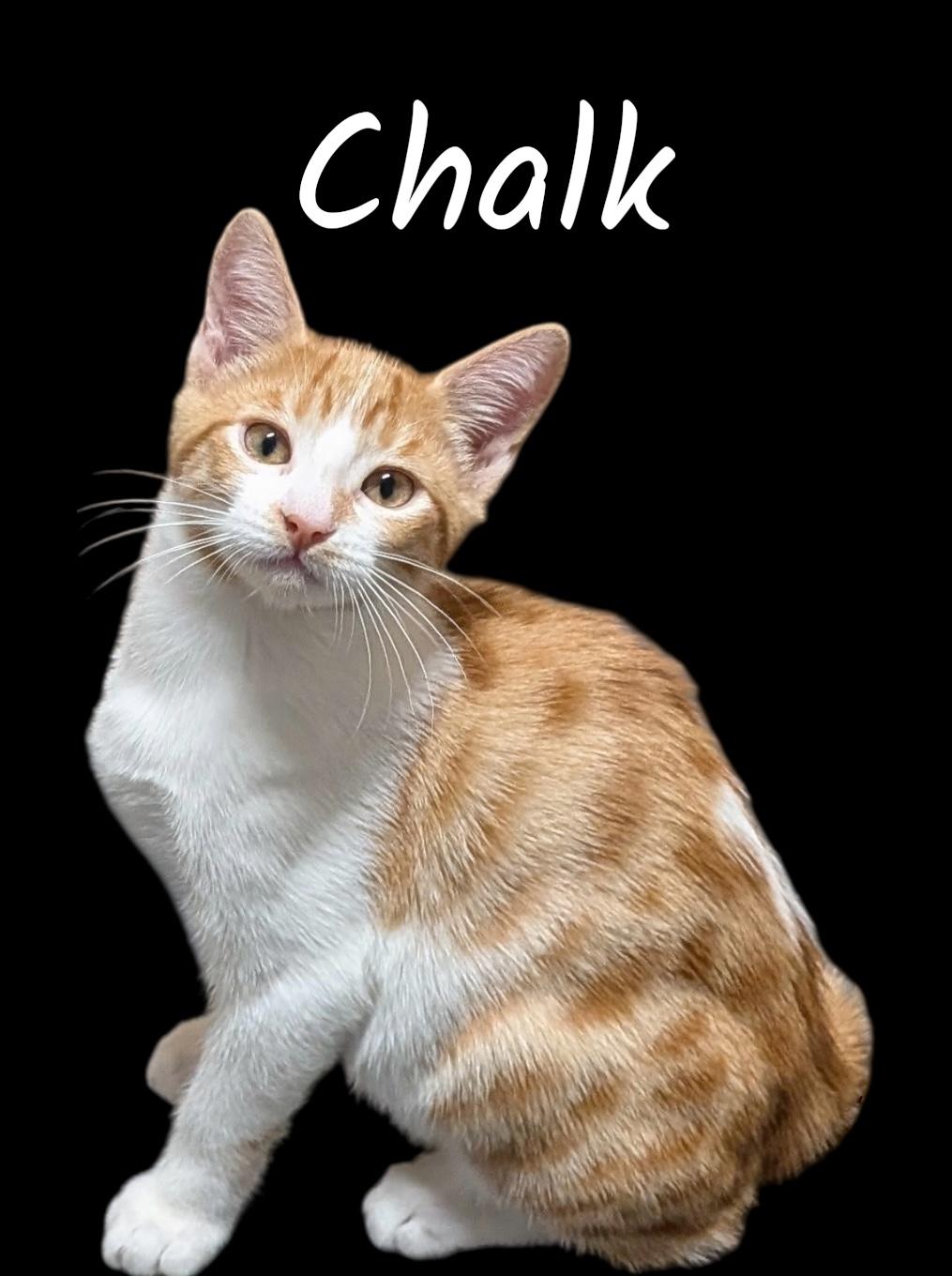 Enlarge Chalk, a Adoptable Domestic Short Hair in Auburn, CA image 1/1
