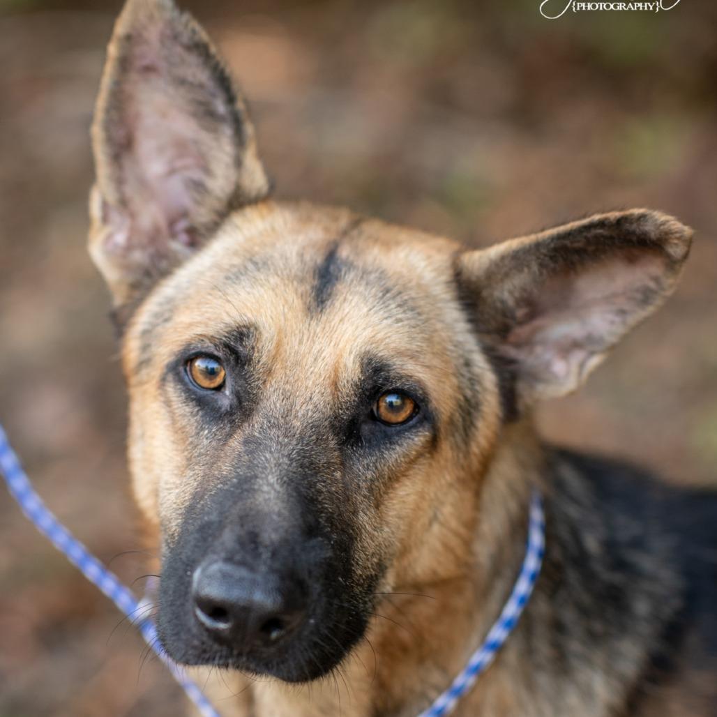 Enlarge JERRY LEE-31166, a Adoptable German Shepherd Dog in Bartlett, TN image 1/2