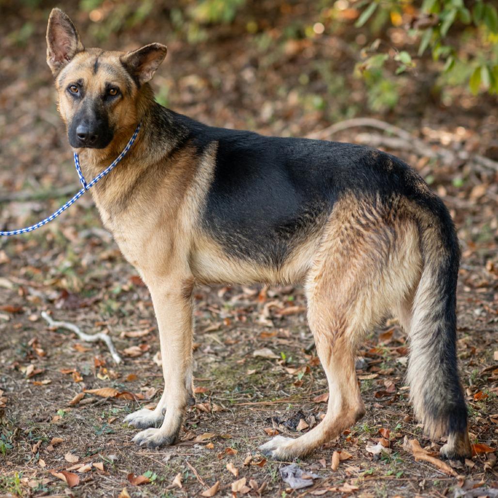 Enlarge JERRY LEE-31166, a Adoptable German Shepherd Dog in Bartlett, TN image 2/2