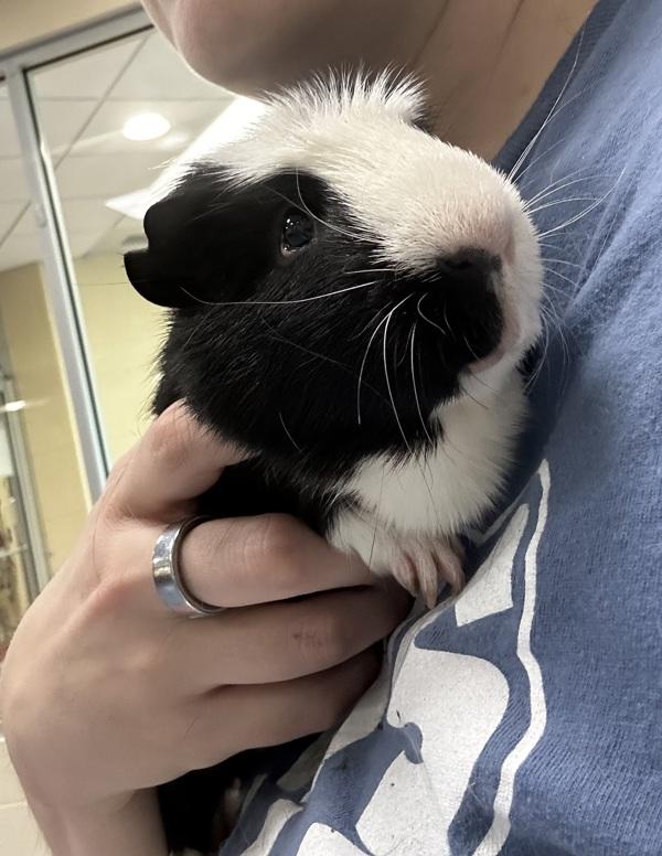 Bolt - Companion to Rhino, Adoptable, Adult Male Guinea Pig.