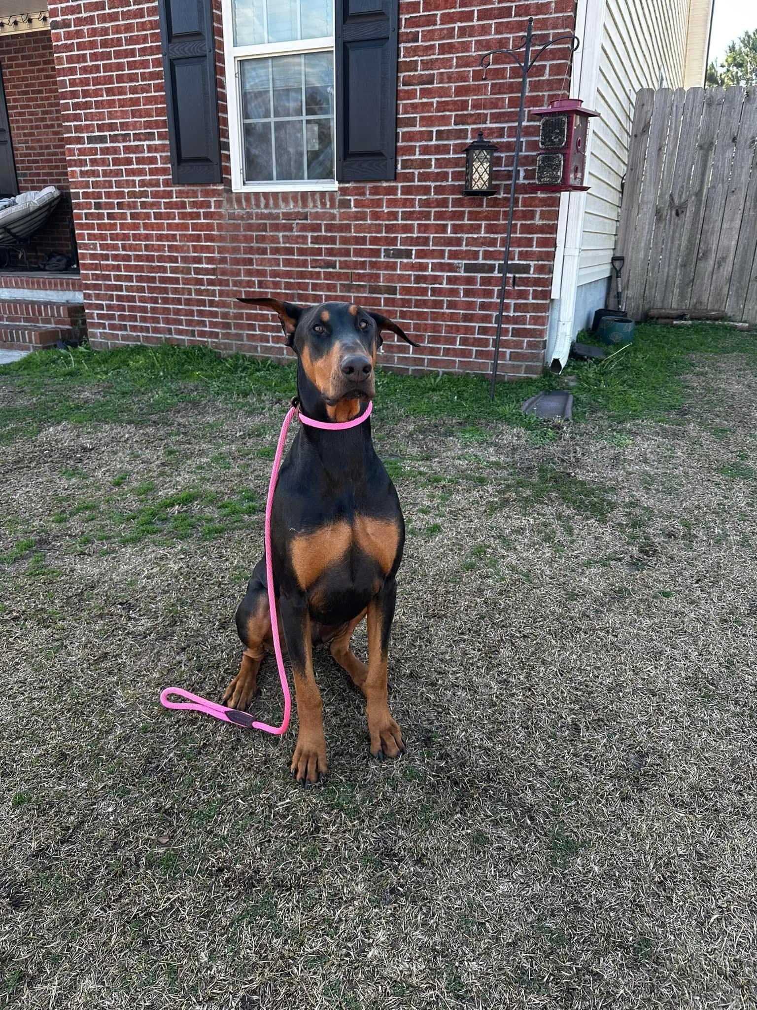 Salem, a ADOPTABLE Doberman Pinscher in Jacksonville, NC image 4/4