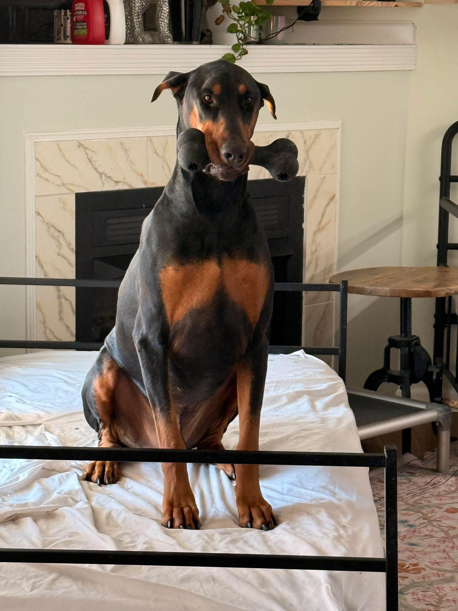 Salem, a ADOPTABLE Doberman Pinscher in Jacksonville, NC image 2/4