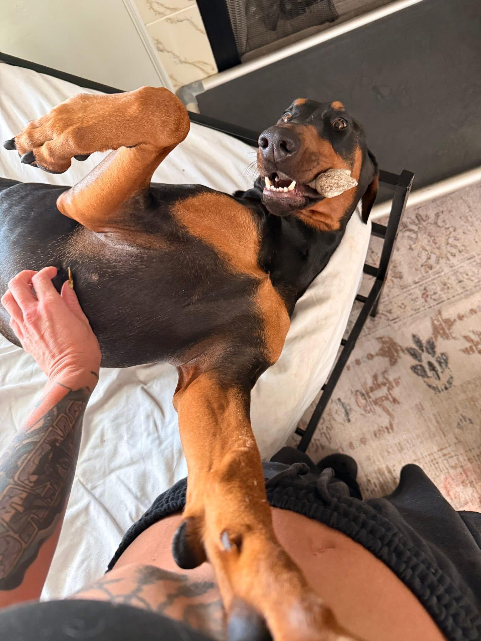 Salem, ADOPTABLE, Adult Male Doberman Pinscher.