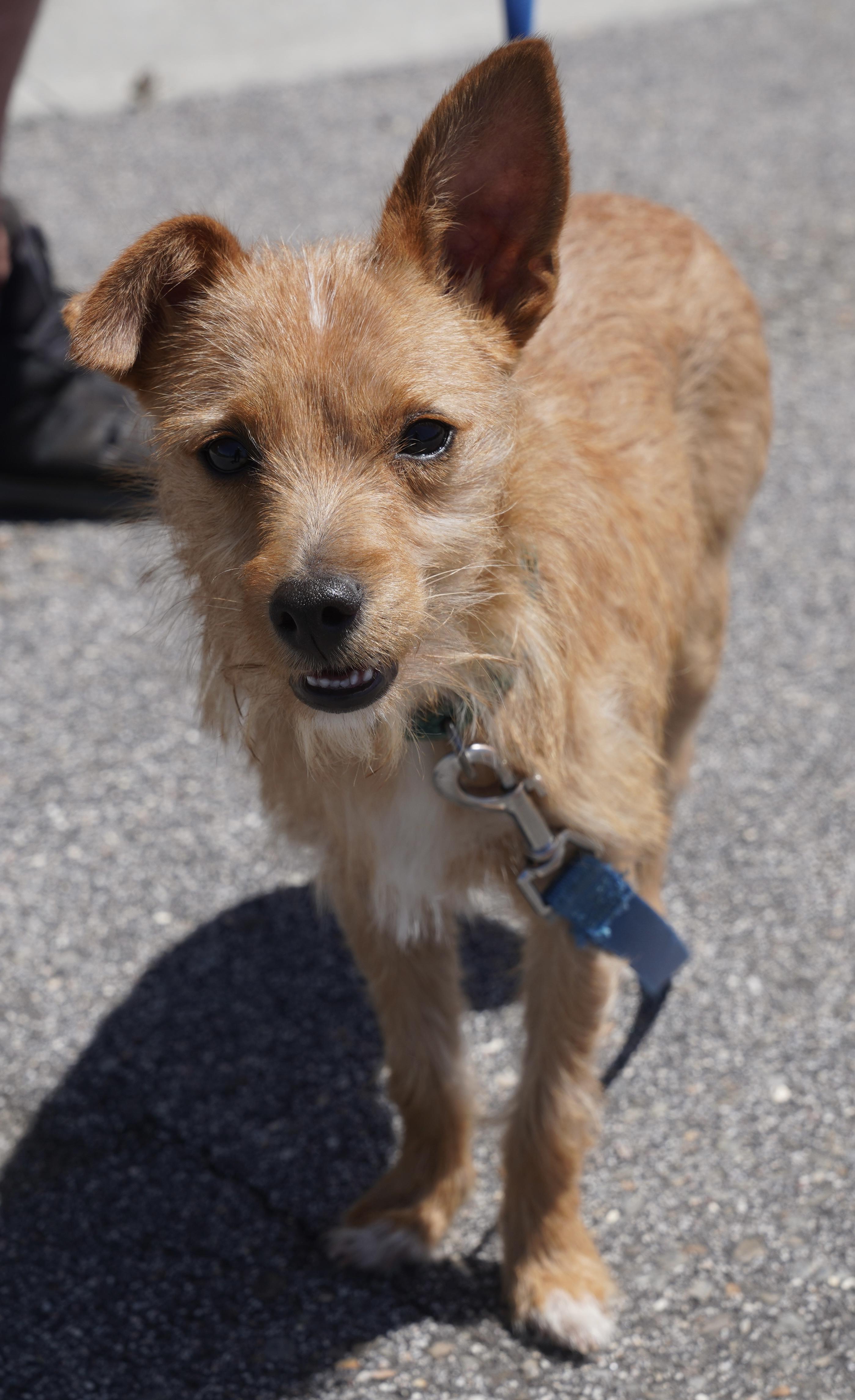 Ziggy, a ADOPTABLE mixed breed in Pottsville, PA image 2/4
