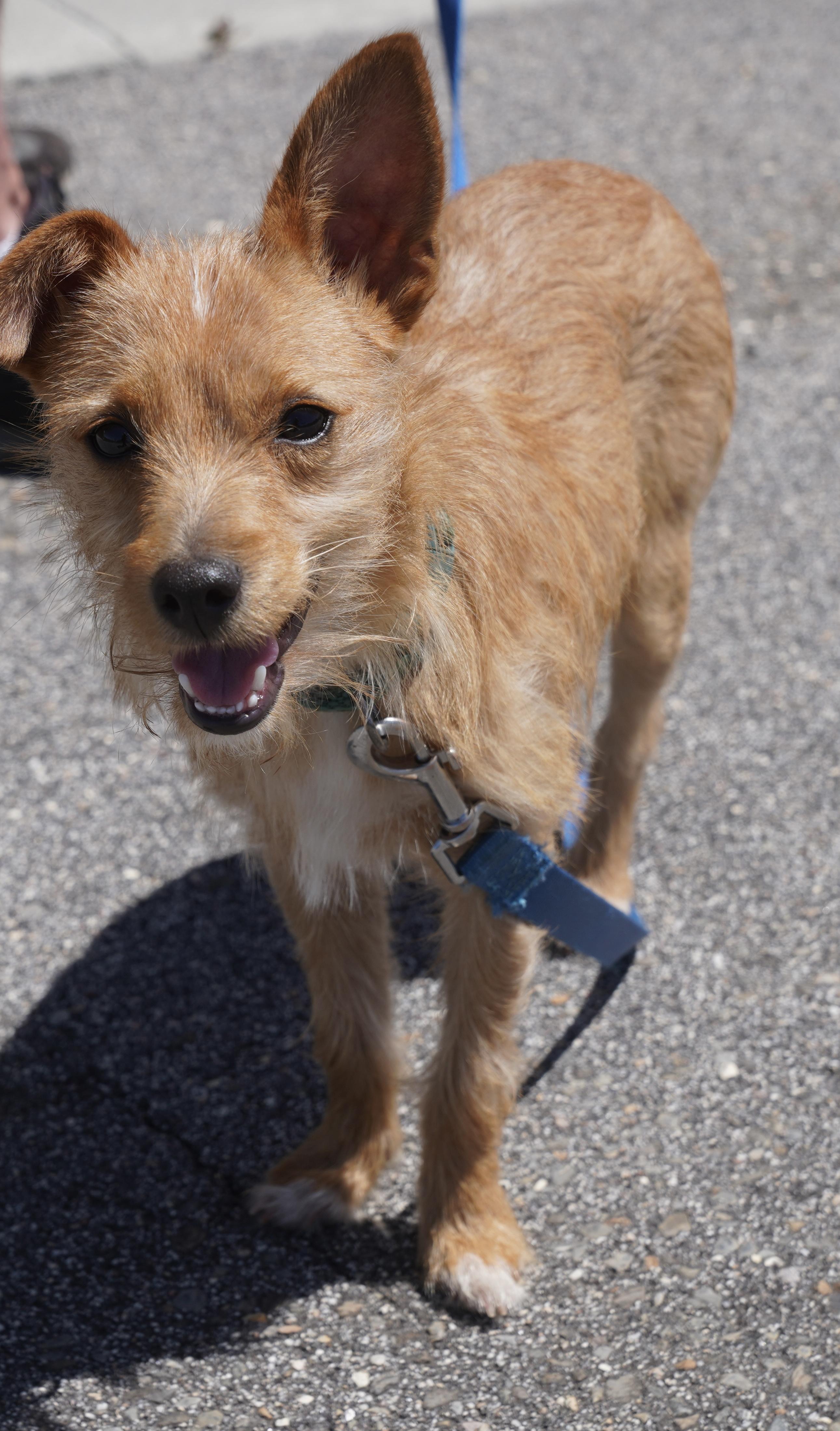 Ziggy, a ADOPTABLE mixed breed in Pottsville, PA image 3/4