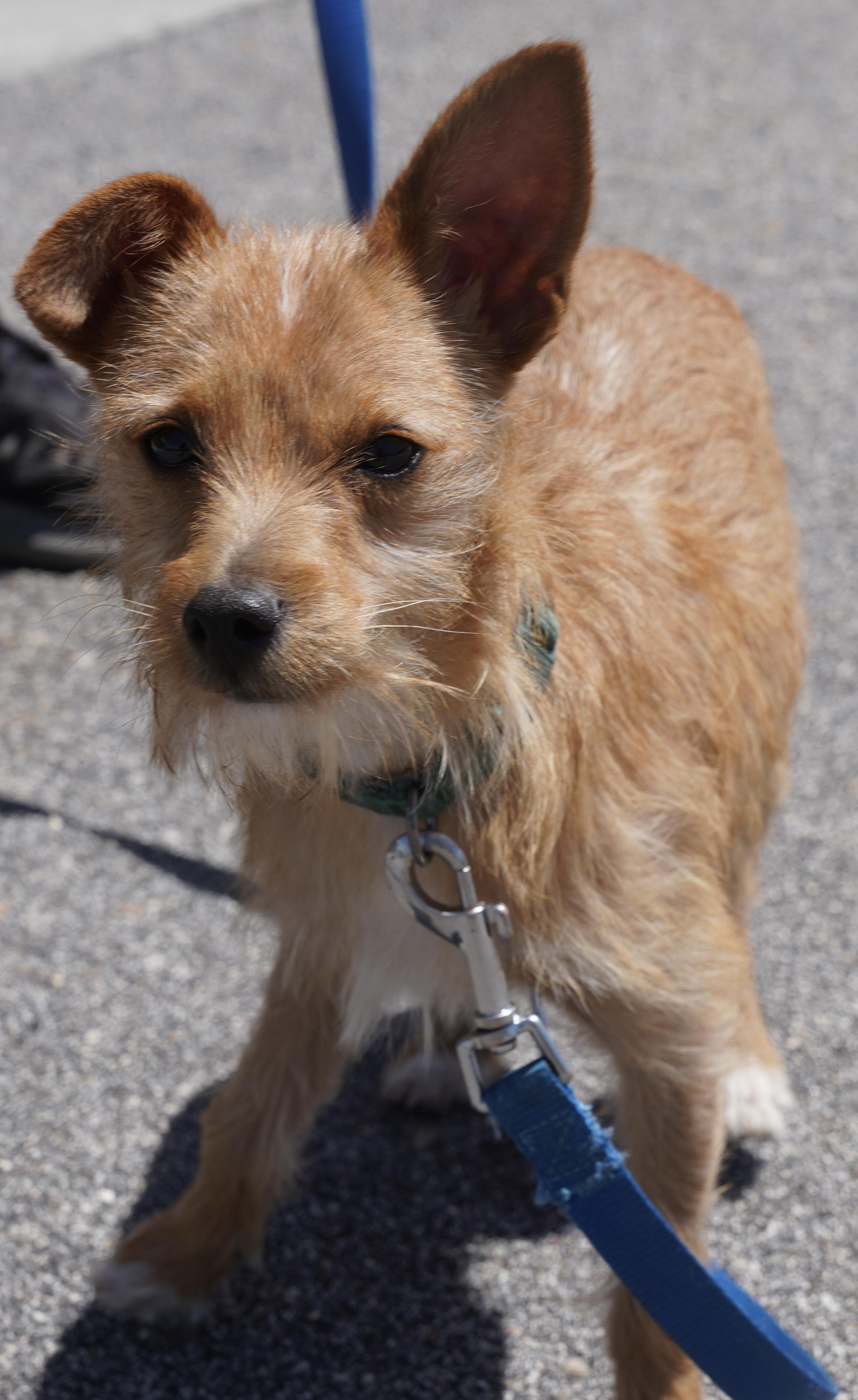 Ziggy, ADOPTABLE, Puppy Male Yorkshire Terrier.