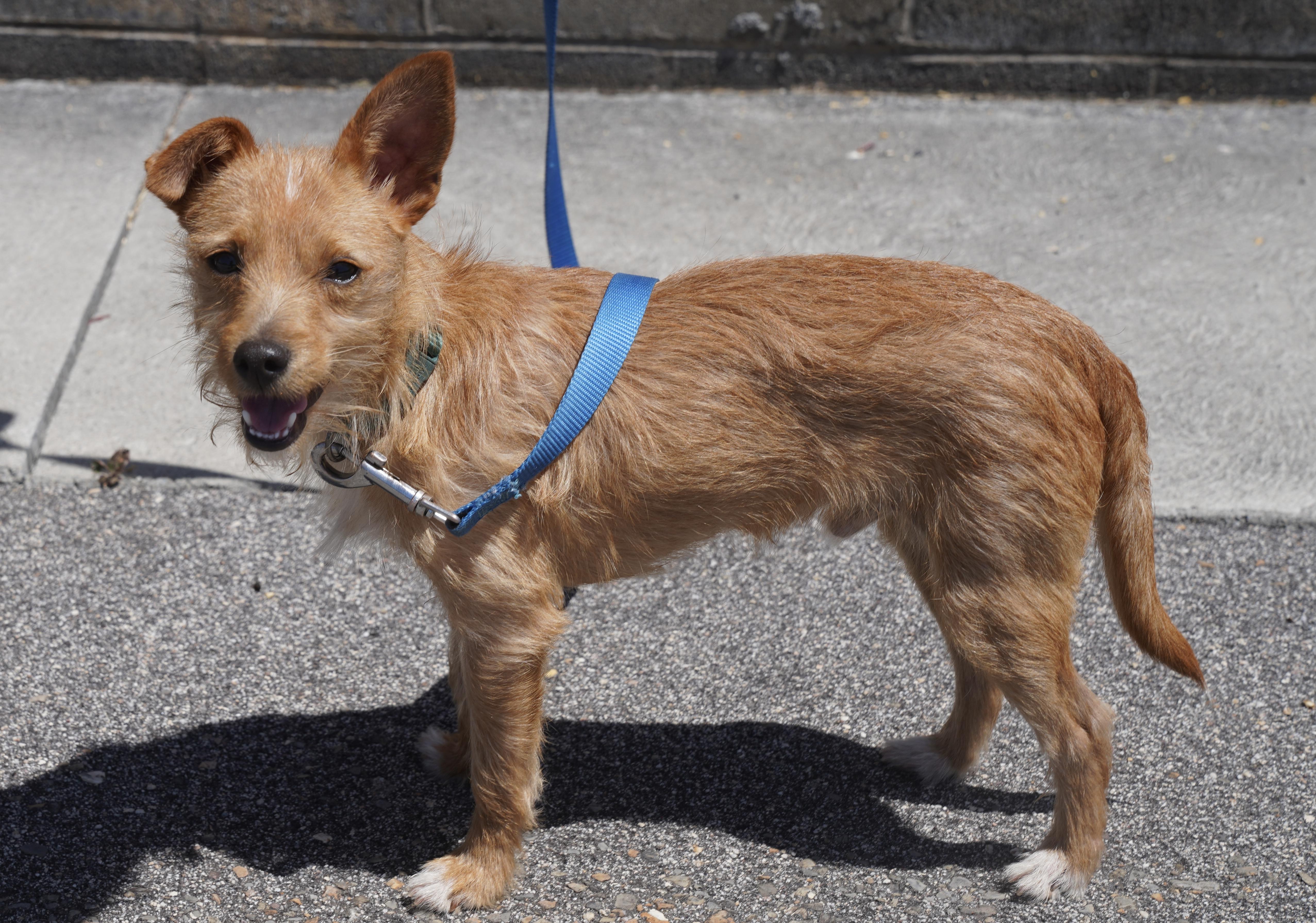 Ziggy, a ADOPTABLE mixed breed in Pottsville, PA image 4/4