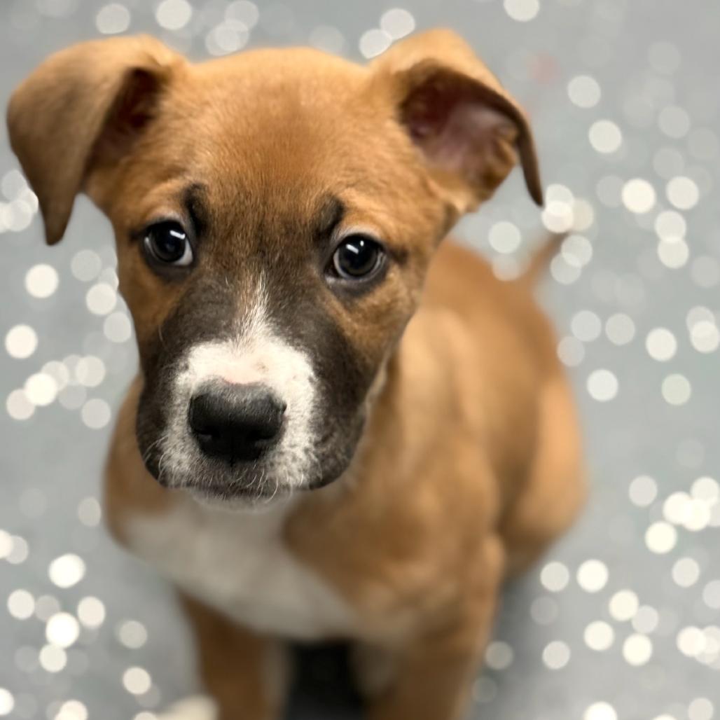 DOUG, Adoptable, Puppy Male Boxer.
