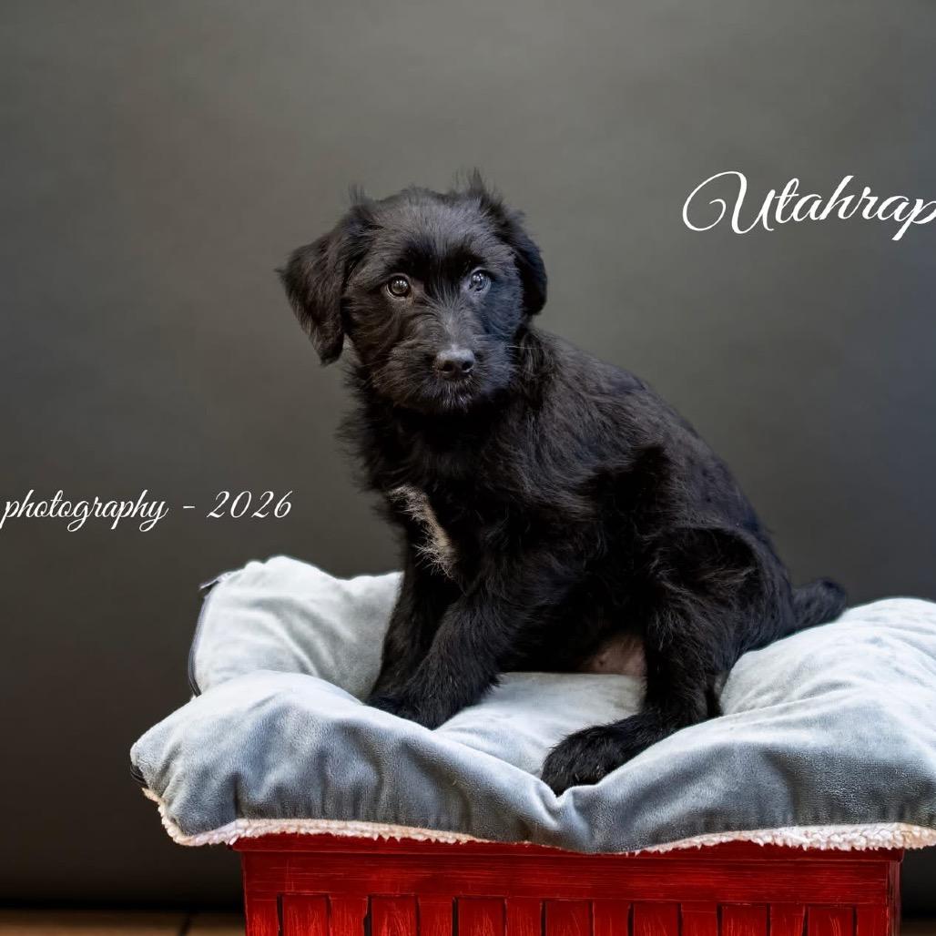 Utahraptor, Adoptable, Puppy Female Mixed Breed.