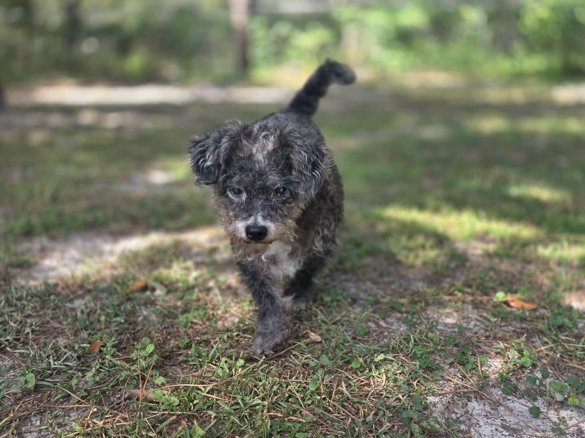 Popi, Adoptable, Senior Male Poodle (Toy) & Miniature Schnauzer.