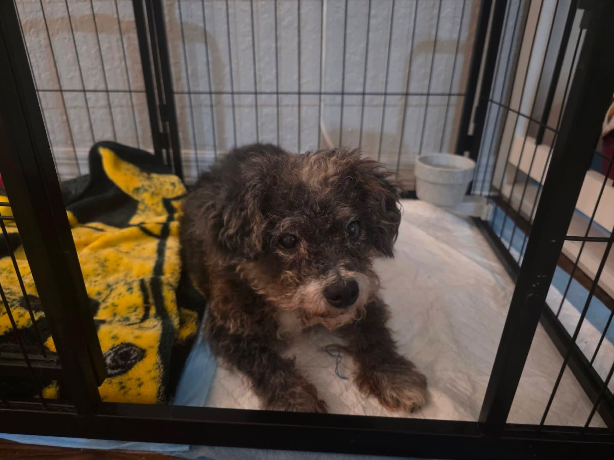 Enlarge Popi, a Adoptable mixed breed in Weeki Wachee, FL image 4/6