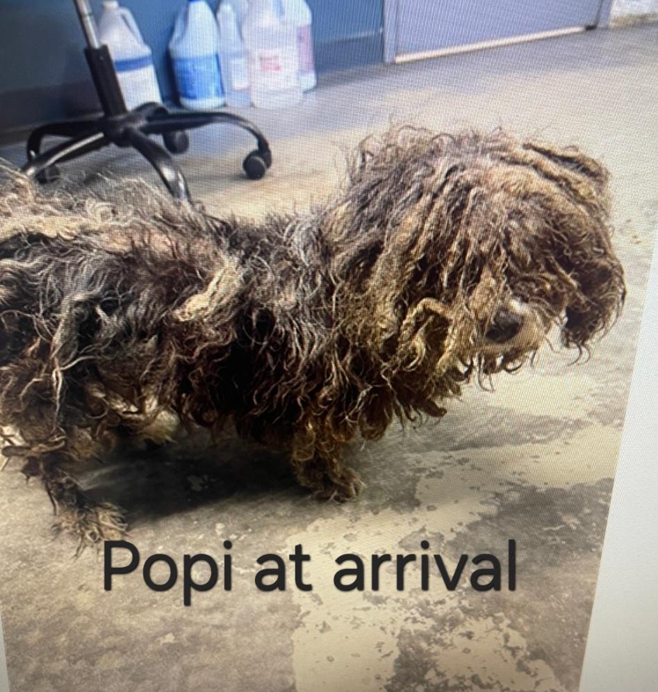 Enlarge Popi, a Adoptable mixed breed in Weeki Wachee, FL image 2/6
