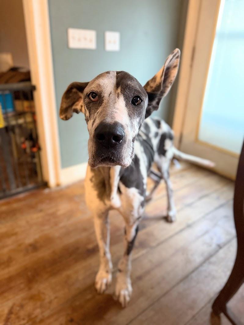 FARUSHA, adopted, Adult Female Great Dane.