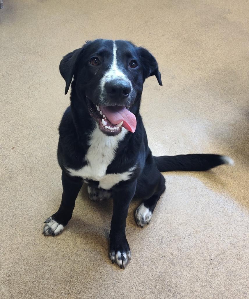 Harlow, Adoptable, Puppy Male Mixed Breed.