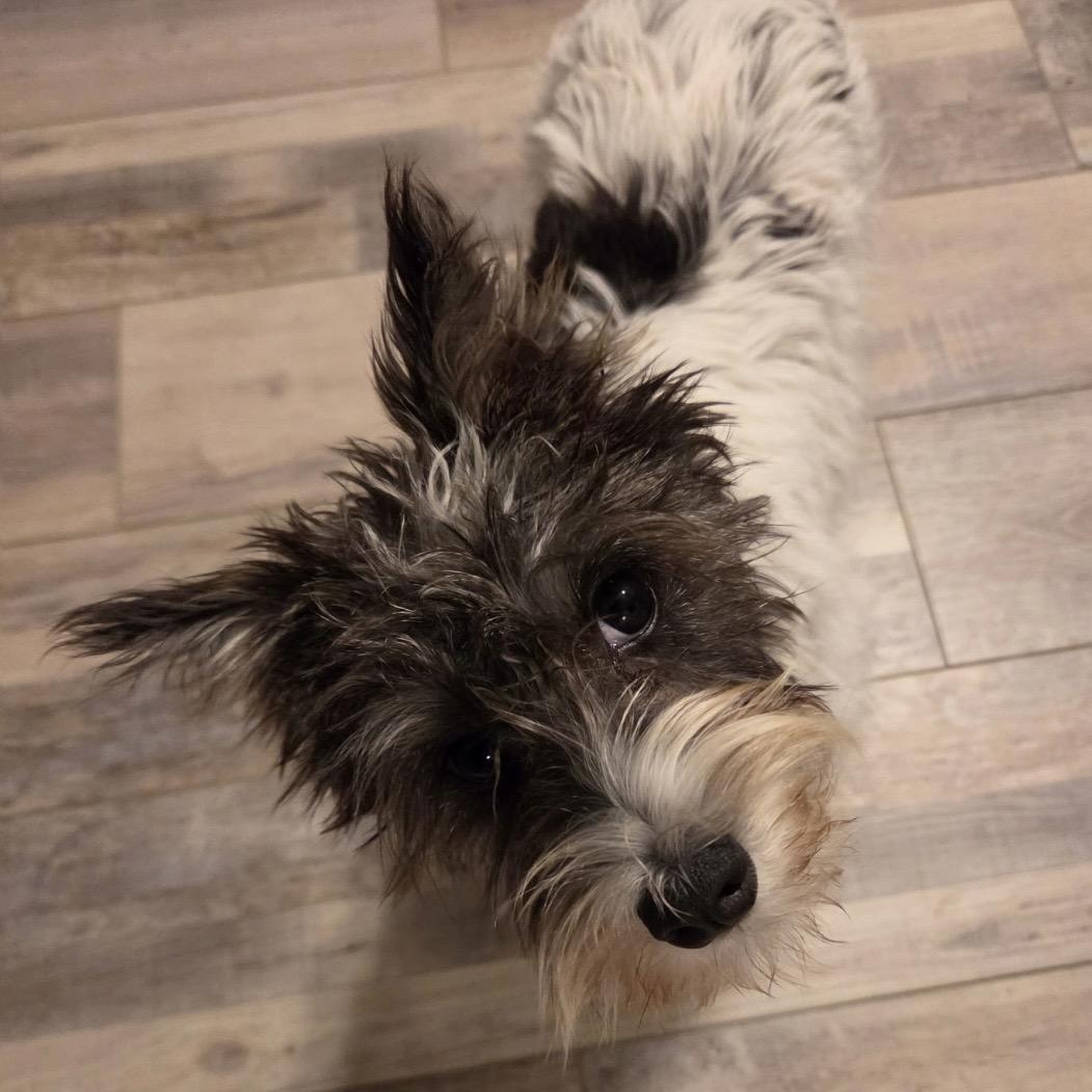 Enlarge Grace, a Adoptable Miniature Schnauzer in Omaha, NE image 2/2