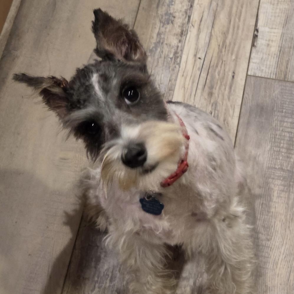 Enlarge Grace, a Adoptable Miniature Schnauzer in Omaha, NE image 1/2