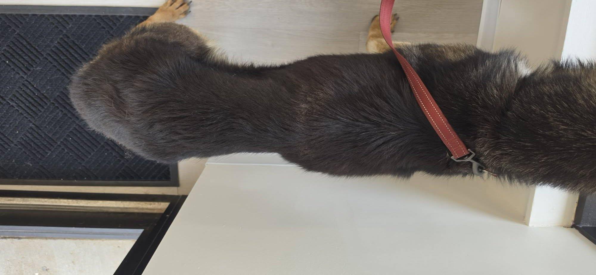 Rover, a ADOPTABLE German Shepherd Dog in Chesterfield, MO image 3/3