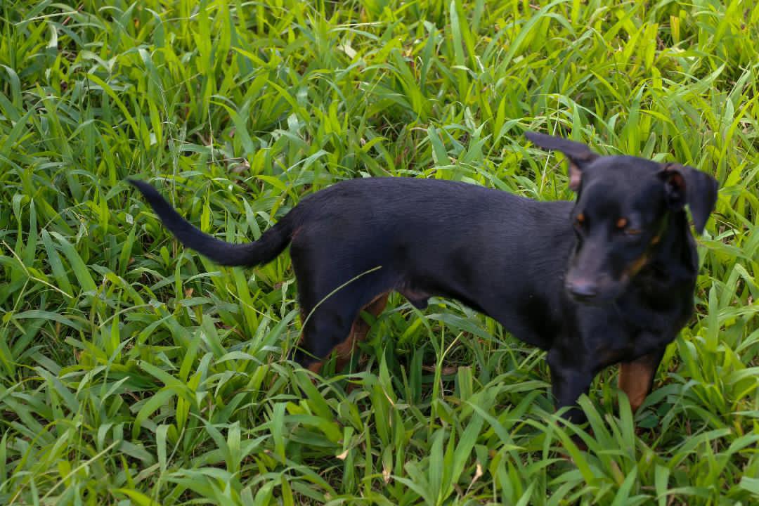 Enlarge MACHU (12 lbs), a Adoptable mixed breed in New York, NY image 3/6