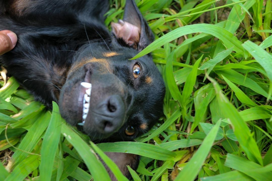 Enlarge MACHU (12 lbs), a Adoptable mixed breed in New York, NY image 4/6