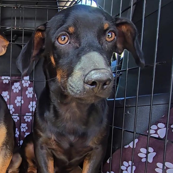 MACHU (12 lbs), Adoptable, Puppy Male Dachshund & Chiweenie.