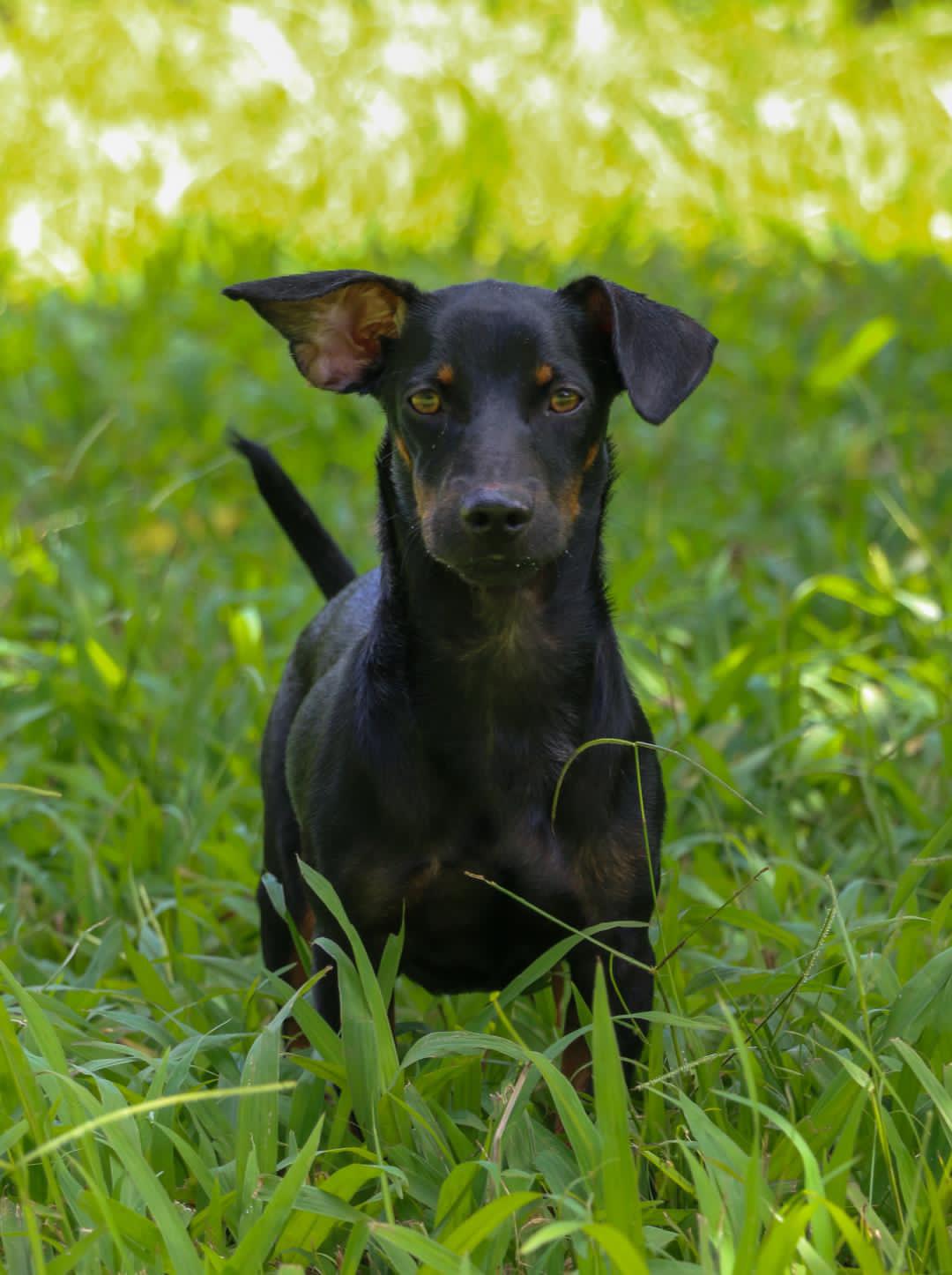 Enlarge MACHU (12 lbs), a Adoptable mixed breed in New York, NY image 5/6