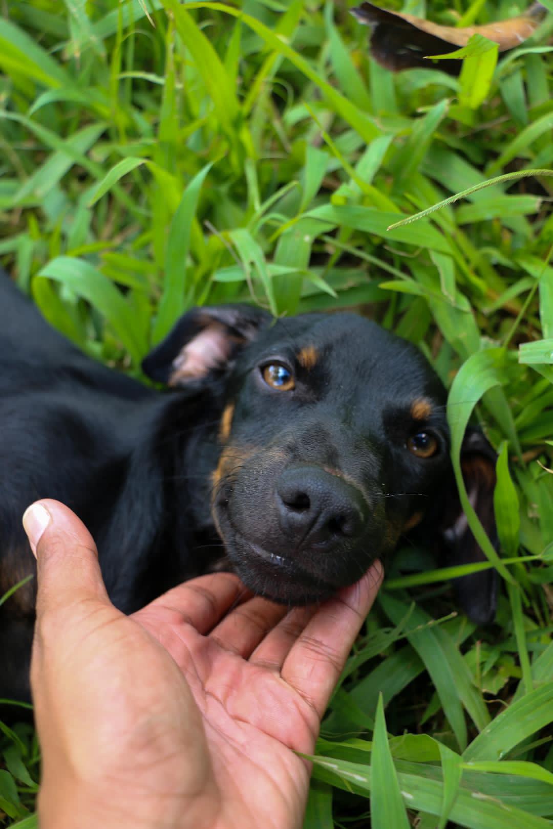 Enlarge MACHU (12 lbs), a Adoptable mixed breed in New York, NY image 2/6