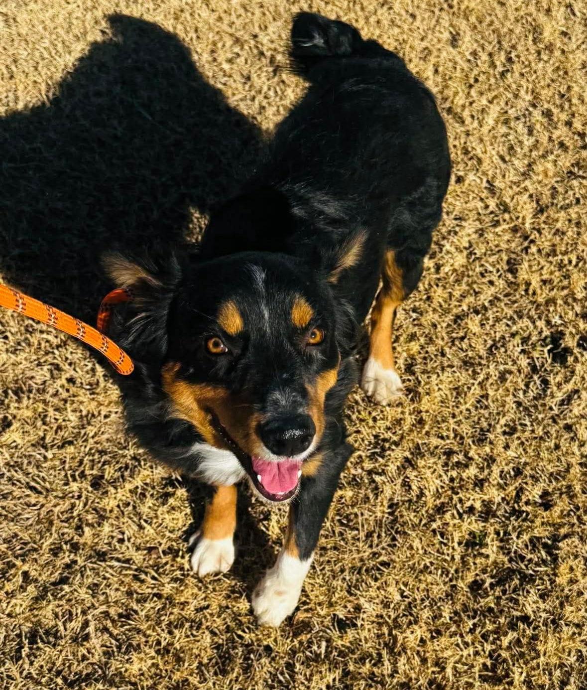 Enlarge Hilary Duff- ADOPTION IN PROCESS, a Adoptable Australian Shepherd in Grafton, WI image 1/3